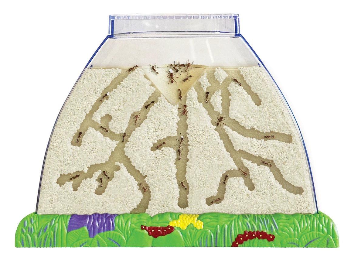 Insect Lore Ant Hill