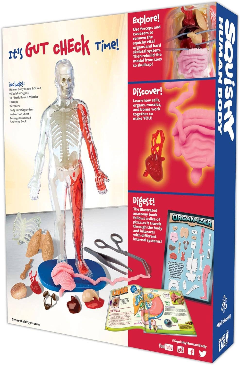 Smart Lab Squishy Human Body