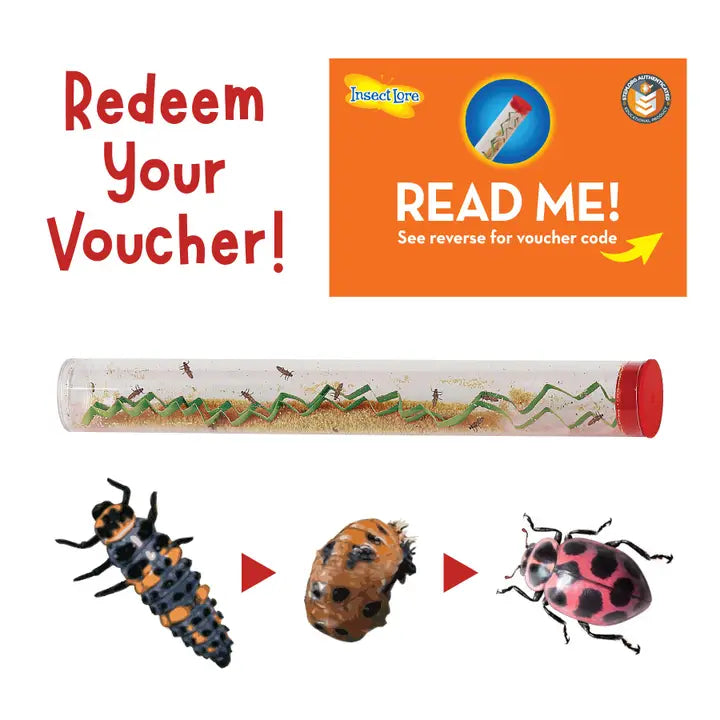 Insect Lore Ladybug Land