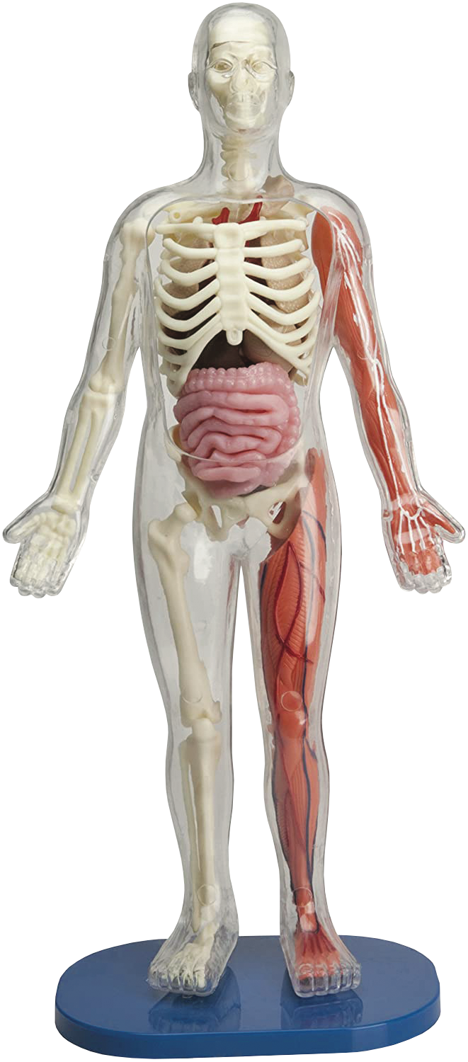 Smart Lab Squishy Human Body